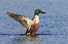 Northern Shoveler